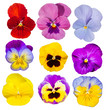 collection pansy Flower Isolated on White.