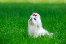 Cute Maltese Dog