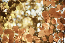 Fall Wet Leaves Background / Autumn Background, Yellow Leaves Fallen From The Trees, Fall Of The Leaves, Autumn Park