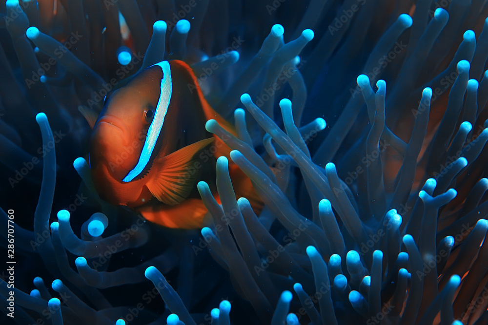 clown fish coral reef / macro underwater scene, view of coral fish, underwater diving - obrazy, fototapety, plakaty 