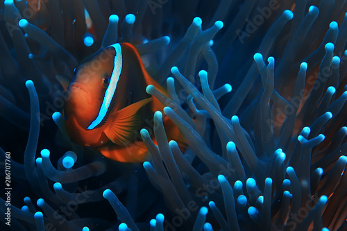 Fotografía clown fish coral reef / macro underwater scene, view of coral fish, underwater d