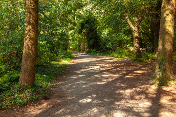 Fototapeta forest path with beams of sunlight through the trees