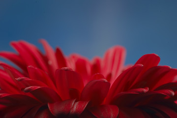 red gerbera flower / red beautiful summer flower, aroma smell concept