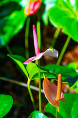 Wall Mural - Anthurium flower with natural background