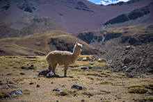 Alpaca Grazing In The Highlands Of The Andes Near The Rainbow Mountain And Red Valley, Peru
