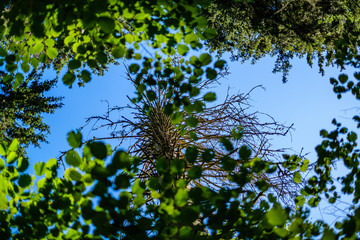 green fresh foliage. tree leaf in summer day in sunlight. abstract pattern