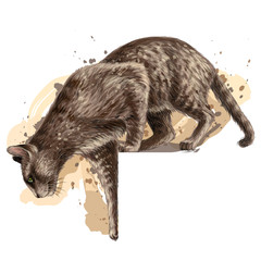 Wall Mural - the cat jumps down. wall sticker depicting a jumping cat in watercolor style.