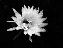 Extravagant Black And White Night Blooming Cactus Flower