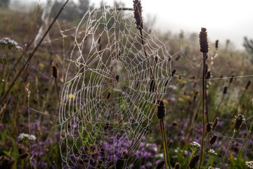 Wall Mural - spider web