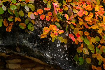 Sticker - Beautiful colorful tree on the top of rock at autumn