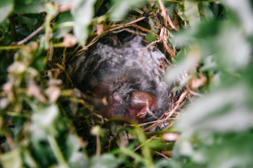 Eastern Blue Bird Nest in Tennessee