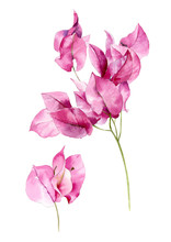 Watercolor Illustration Of A Sprig Of Bougainvillea Flowers. Botanical Illustration. Bright Pink Flowers.