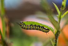 Close Up Of Monarch Butterfly Caterpillar Eating Leaf