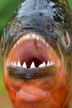 Close Up Of Red Bellied Piranha