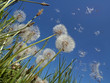 © NaturePL - Dandelion seeds blowing in wind