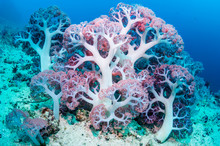 Soft Coral Growing Undersea