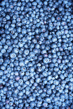 Fresh Blueberries Background With Copy Space For Your Text. Border Design. Vegan And Vegetarian Concept. Macro Texture Of Blueberry Berries. Summer Healthy Food