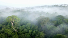 Aerial View Of Amazon Rainforest In Mist At Sunrise