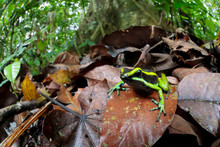 Close Up Of Three Striped Poison Frog On Dried Leaves