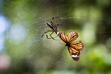 Close Up Of Golden Orb Spider Hunting Butterfly On Web