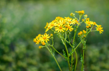 Poster - Little yellow flowers in the field, Senecio jacobaea