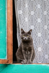 Poster - Grey cat sitting on the window