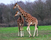 Baby And Mother Reticulated Giraffes In A Prairie