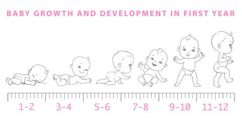 Wall Mural - baby growth from newborn to toddler scale.