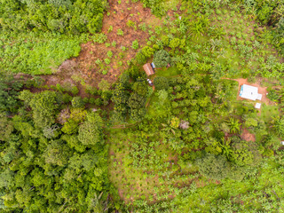 Amazon Agroforestry Parcel/Land with a Variety of Tropical Crops a Bananas, Brazil Nuts, Copoazu, Papaya, Pineapple, Yuca and More