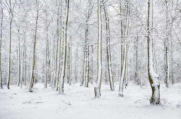 Wall Mural - Winter forest covered with snow