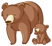 Bear And Cub On White Background