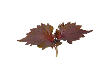 fresh leaves of purple perilla on a white background