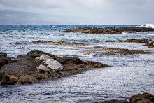 Four Turtles Crowd A Rock Protected By The Rough Ocean Waves Near Richardson Ocean Park On The Big Island Of Hawaii