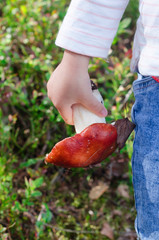 in autumn in august the child holds in his hands a fresh mushroom in the forest. girl collects edible boletus. harvesting the forest.