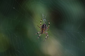 A closeup of a large garden spider