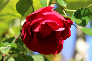 A closeup of a red rose