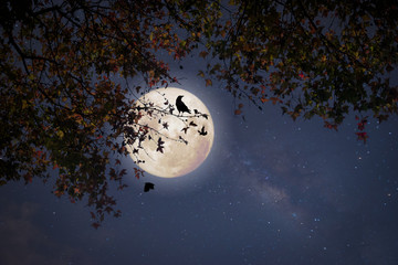 Wall Mural - beautiful autumn fantasy - maple tree in fall season and full moon with star. retro style with vinta