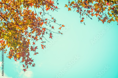 Foto-Schiebegardine mit Schienensystem - Beautiful autumn leaves and sky background in fall season, Colorful maple foliage tree in the autumn park, Autumn trees leaves in vintage color tone. (von jakkapan)