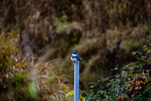 A Belted Kingfisher Perched On A Grey Metal Pole