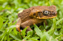 Cane Toad In The Grass. Dauin, Philippines