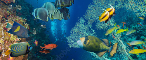 Dekoracja na wymiar  koral-i-ryba