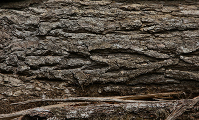 Wood Texture