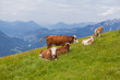 Kühe in den Alpen auf einer Wiese Alm