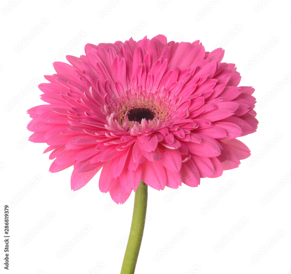 Beautiful gerbera flower on white background