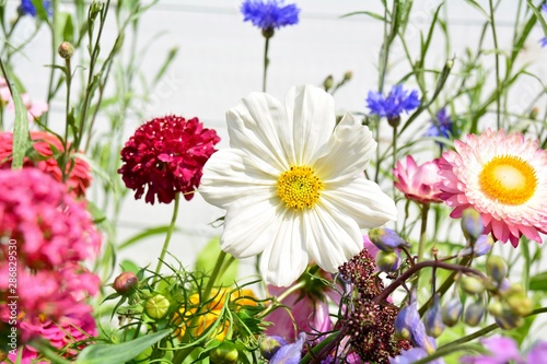 Wunderschöne Sommer Blumen Wiese - Grußkarte Sommerblumen