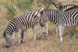 Fototapeta Sawanna - A small herd of zebra in the wild, South Africa.