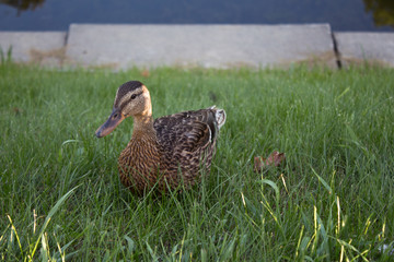 Wall Mural - Duck