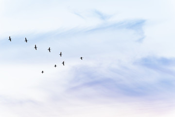 Wall Mural - Migratory birds flying in the shape of v on the soft and blur pastel colored sky background. gradient clouds on the beach resort. nature. sunrise.  peaceful morning.Instagram toned style