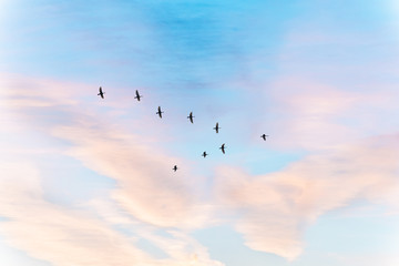 Wall Mural - migratory birds flying in the shape of v on the soft and blur pastel colored sky background. gradien