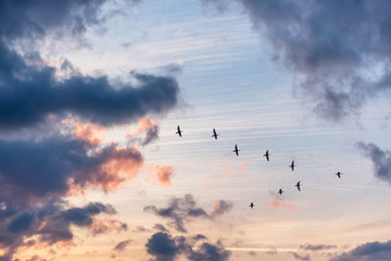 Wall Mural - migratory birds flying in the shape of v on the soft and blur pastel colored sky background. gradien